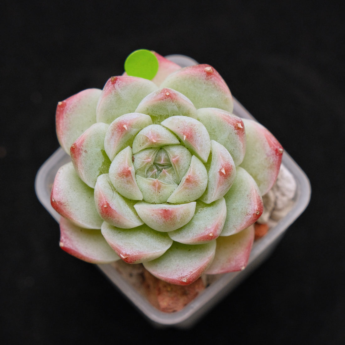 Echeveria hybrid Imported Succulent Plant