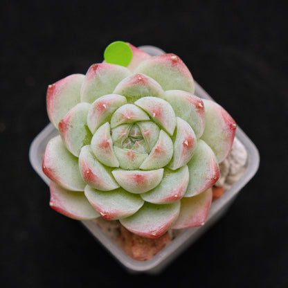 Echeveria hybrid Imported Succulent Plant