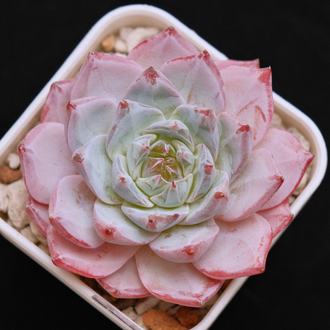 Echeveria Blue Bird Korean Succulent Plant