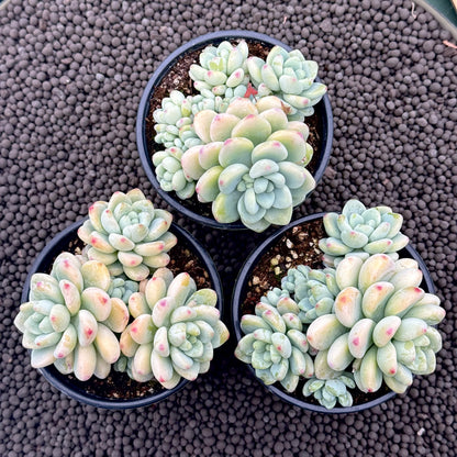 Sedum clavatum Succulent Plant