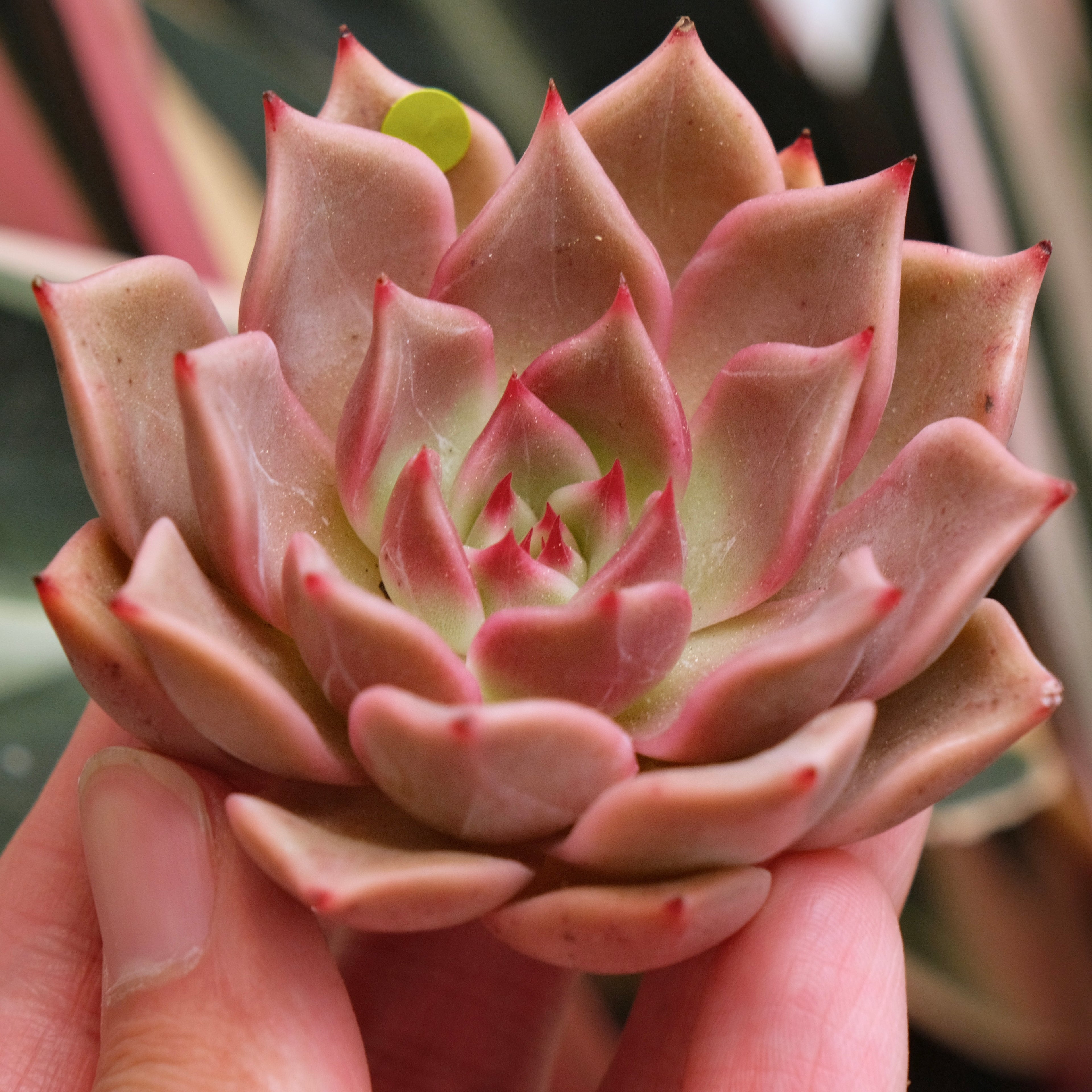 Echeveria Silonica Korean Succulent Plant