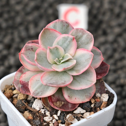 Variegated Echeveria Suyon Korean Succulent Plant