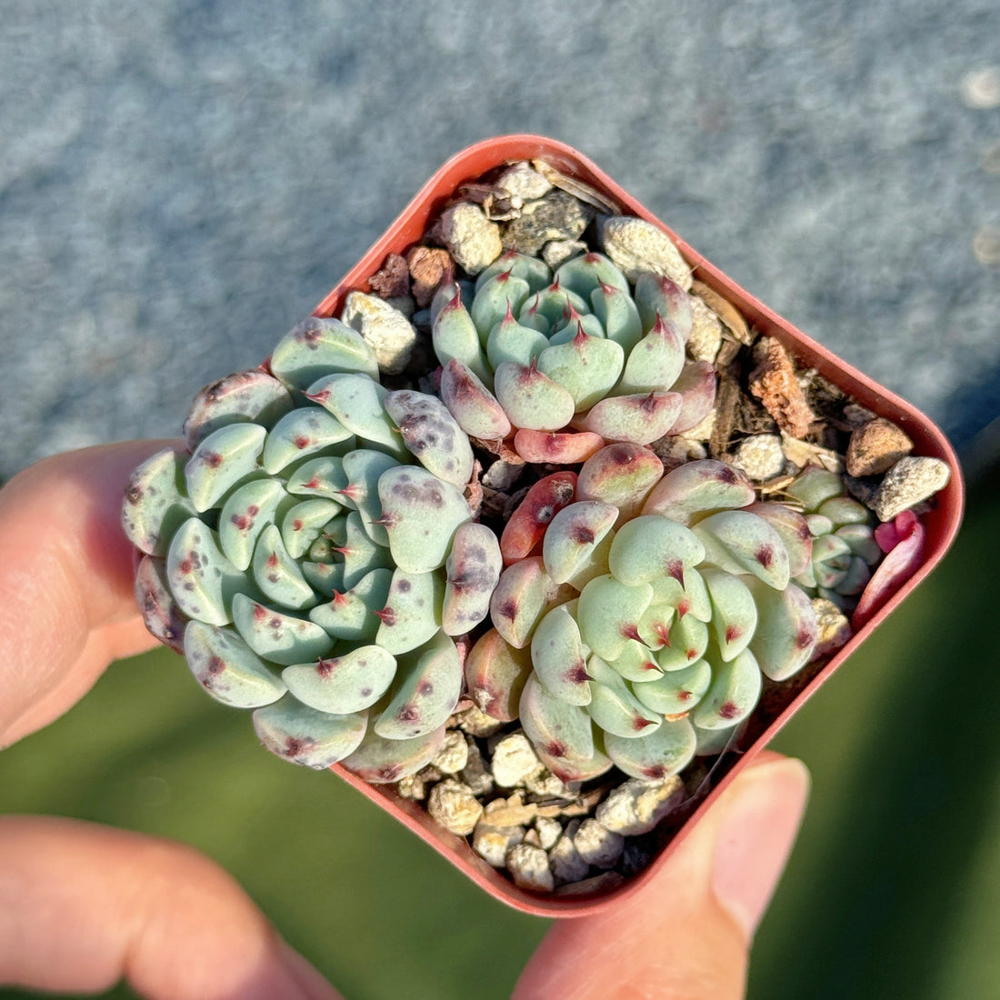 Echeveria Indigo Mini Korean Succulent Plant Hwaga hybrid