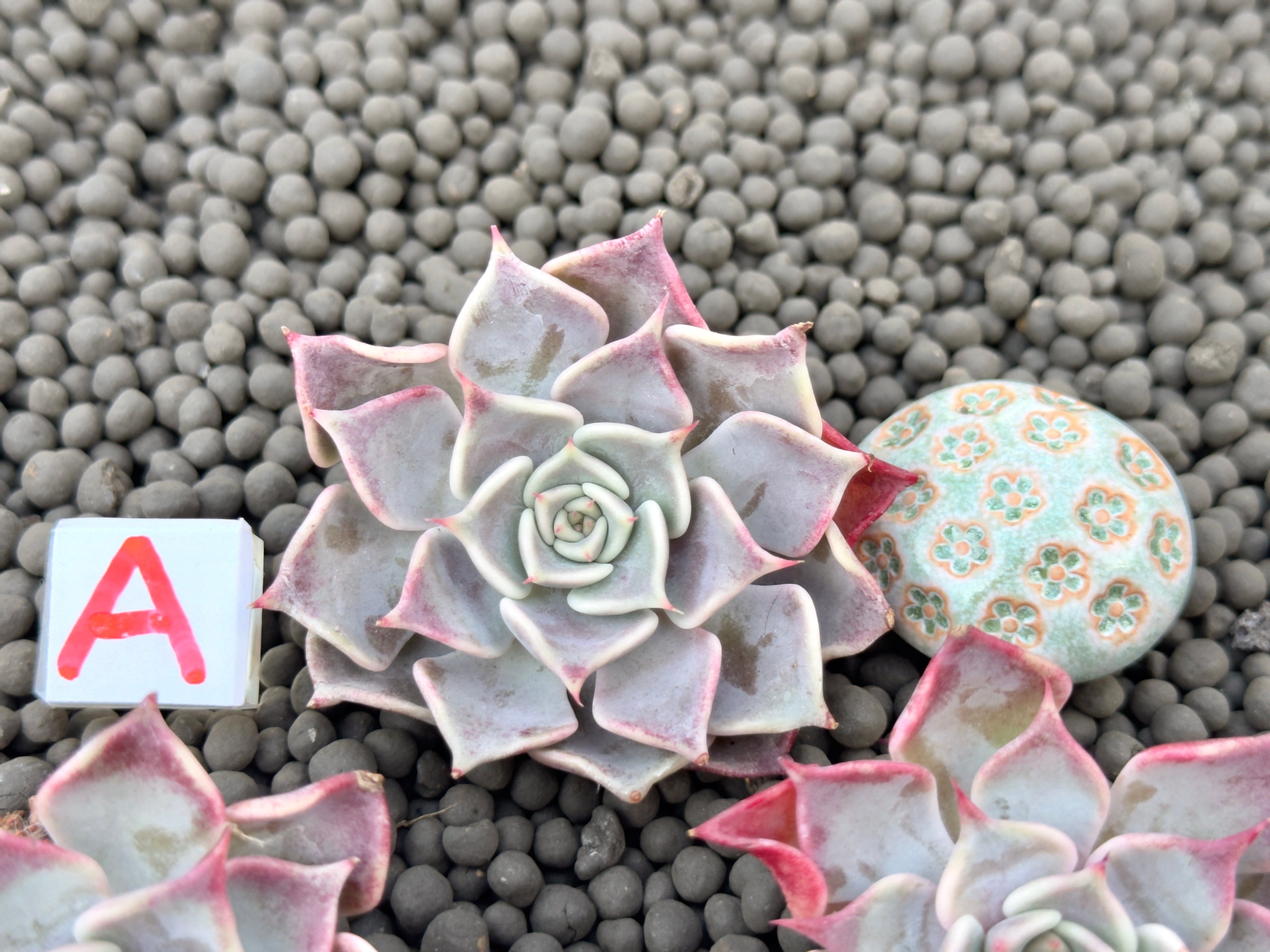 Echeveria Flip Korean Succulent Plant Changhee hybrid