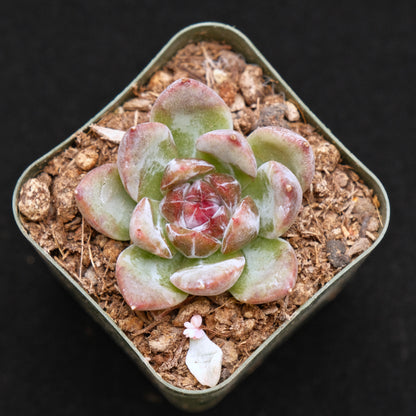 Echeveria Fog of Sea Korean Succulent Plant