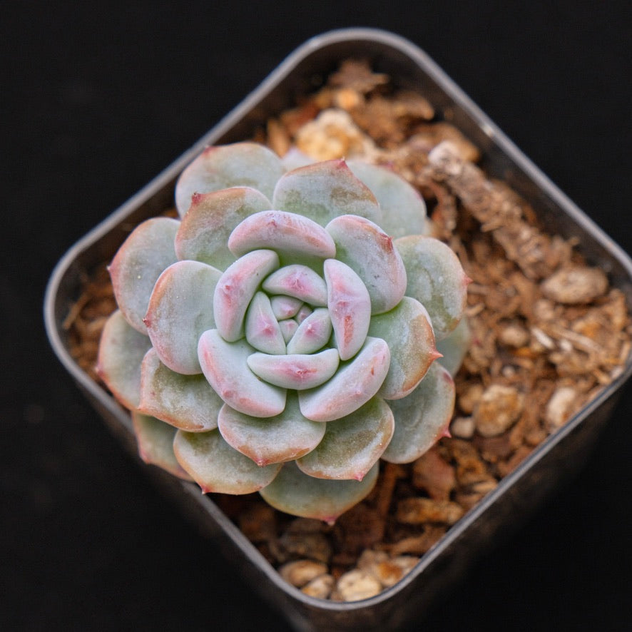 Echeveria Francia Korean Succulent Plant Air Magic Hybrid