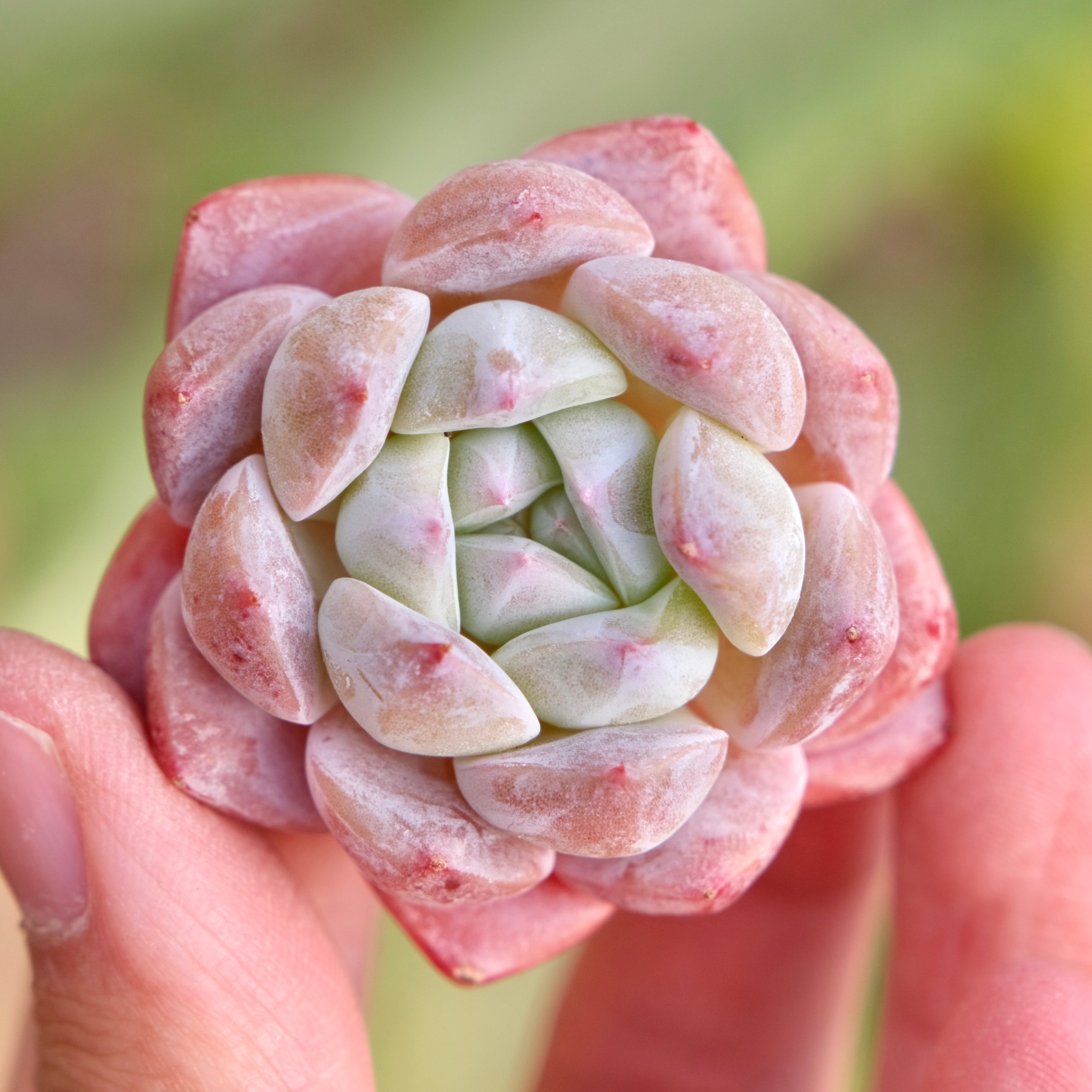 Mystery Hybrid Imported Succulent Plant