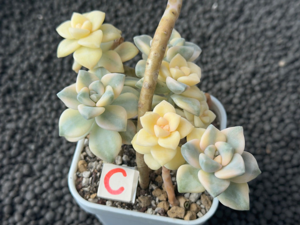 Variegated Gratpoveria Titubans Imported Succulent Plant