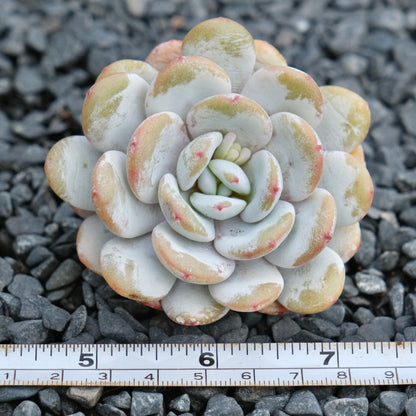 Echeveria laui Imported Succulent Plant