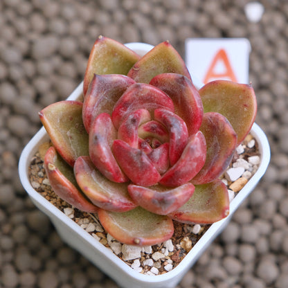 Echeveria Black Pink Korean Succulent Plant - A