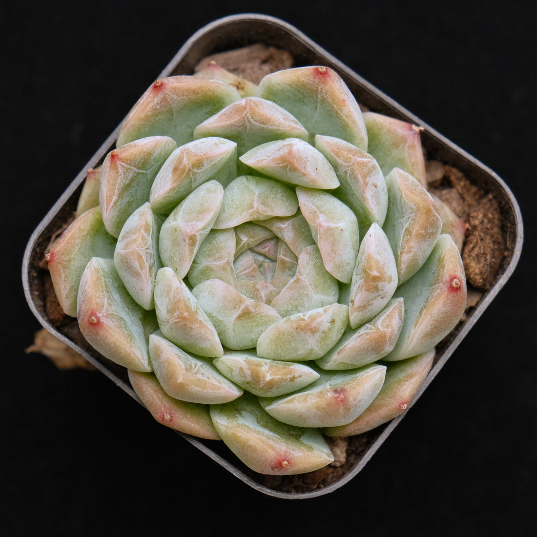 Echeveria Chaumet Korean Succulent Plant *Rare*