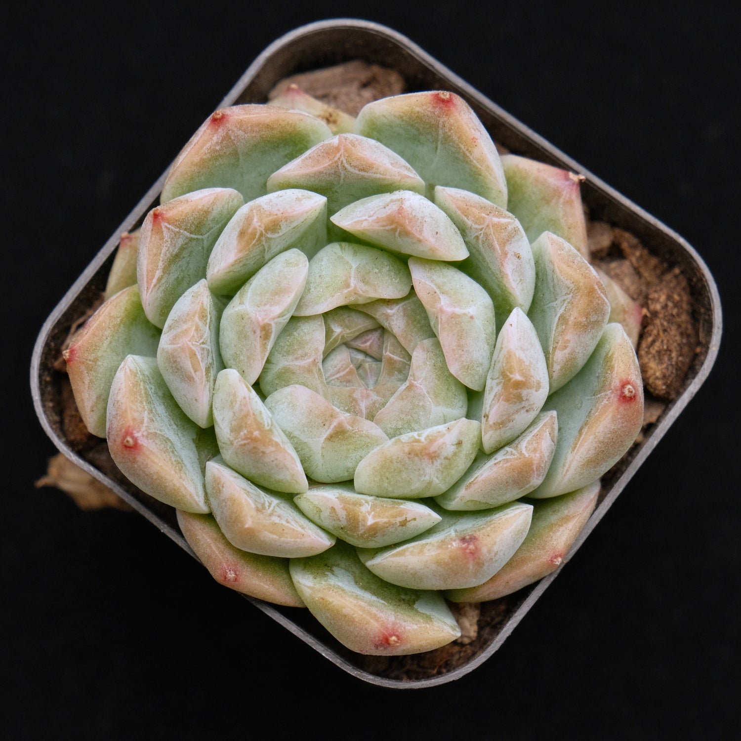 Echeveria Chaumet Korean Succulent Plant *Rare*