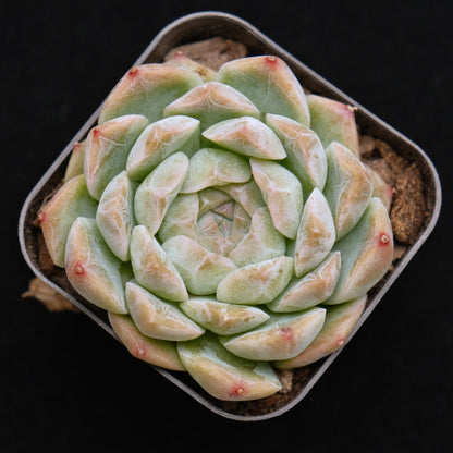 Echeveria Chaumet Korean Succulent Plant *Rare*