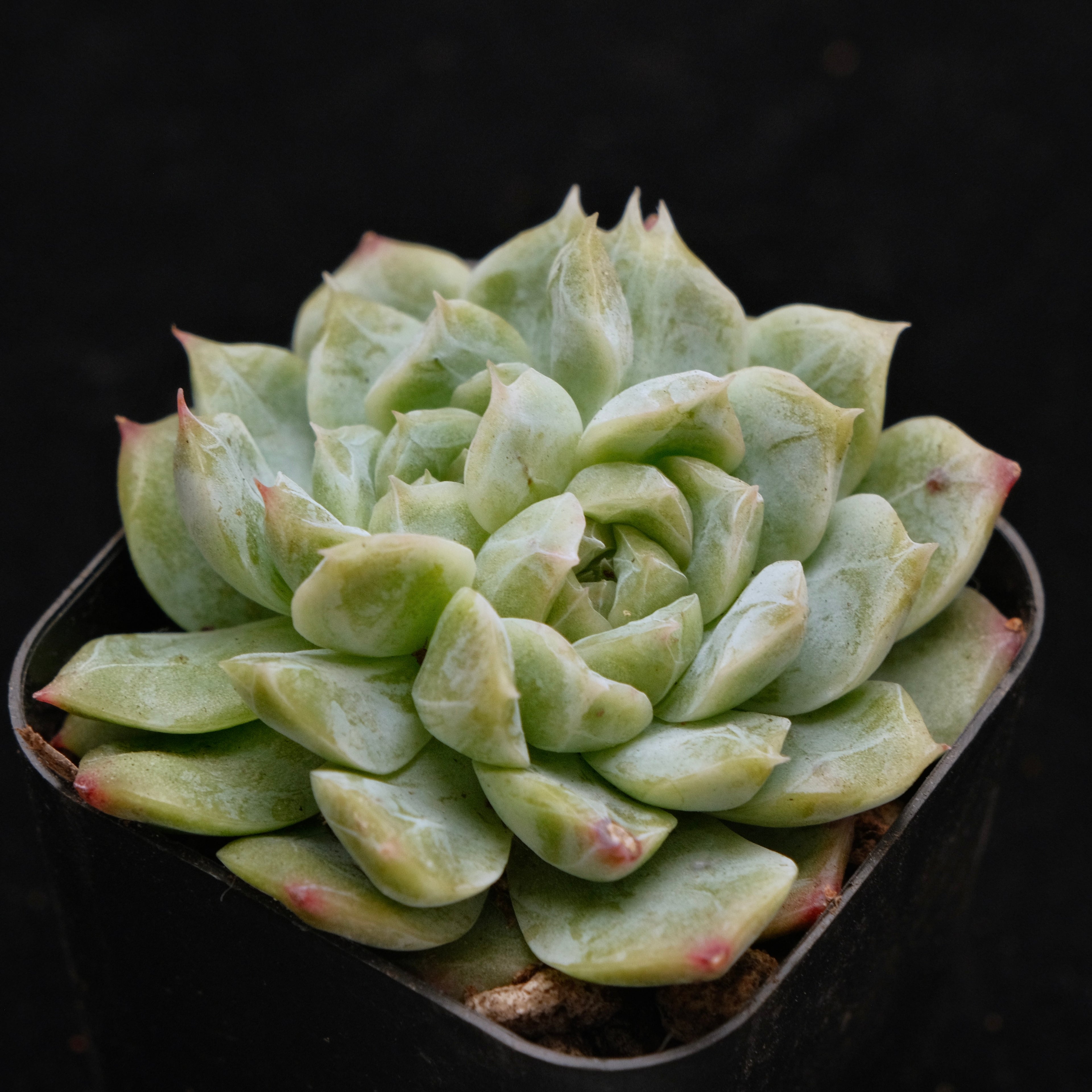 Echeveria Chaumet Korean Succulent Plant