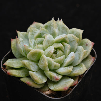 Echeveria Chaumet Korean Succulent Plant