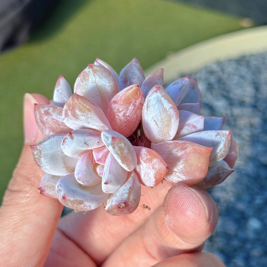 Echeveria Trumso Succulent Plant A