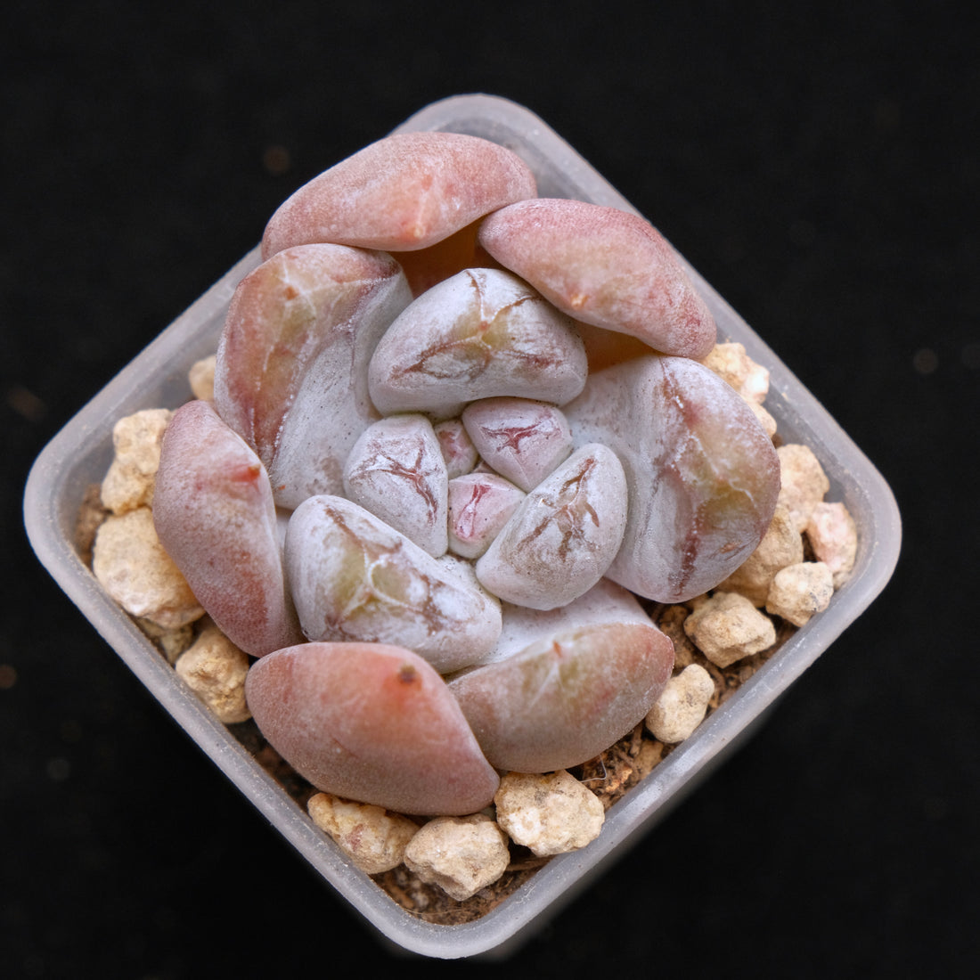 Echeveria Sugar Korean Succulent Plant