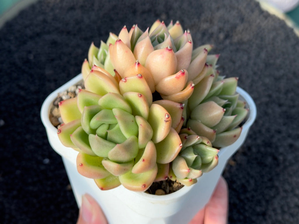 Echeveria agavoides hybrid Imported Succulent Plant