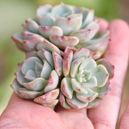 Echeveria Saracina cluster Korean Succulent Plant Changhee hybrid