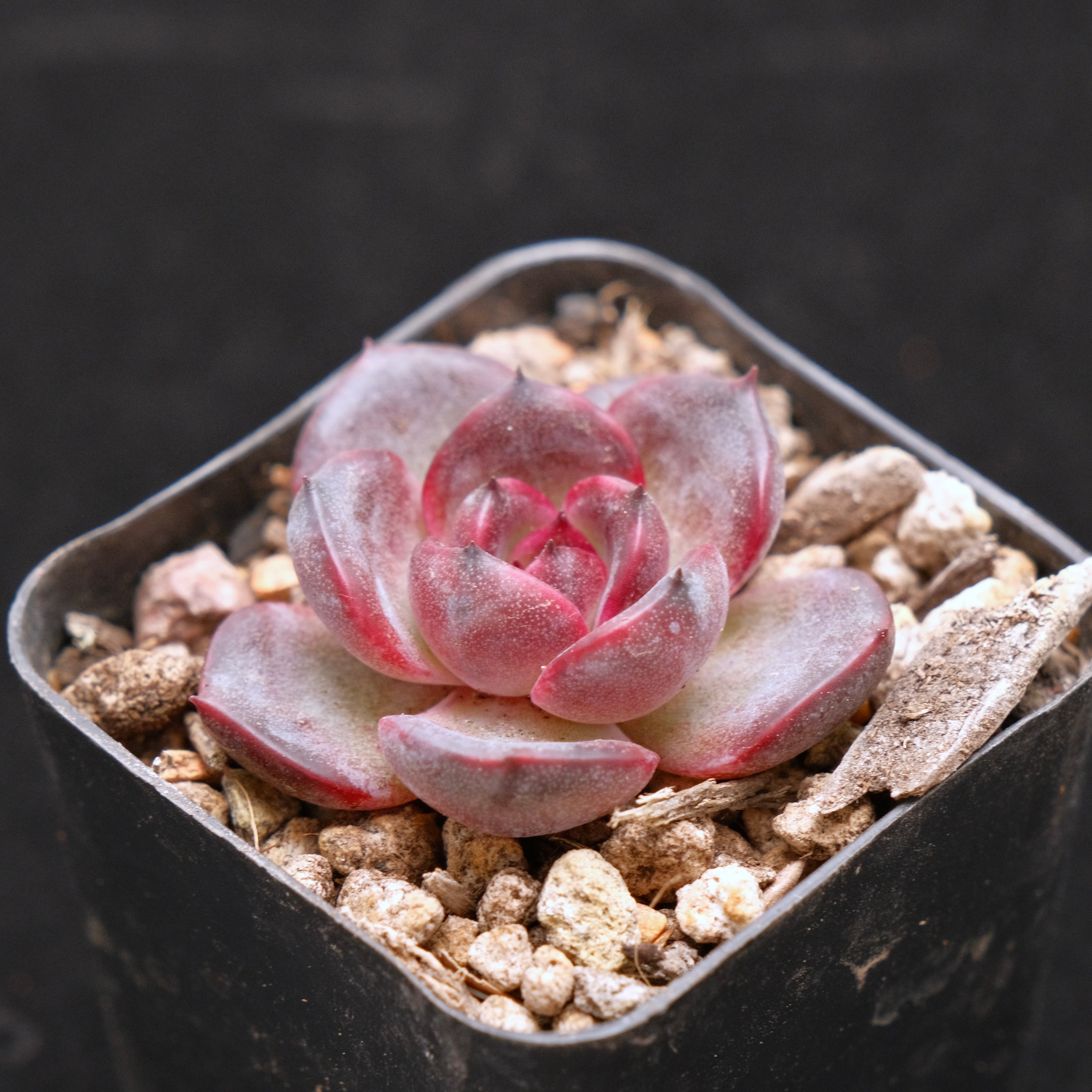 Echeveria Black Pink baby Korean Succulent Plant Changhee Hybrid