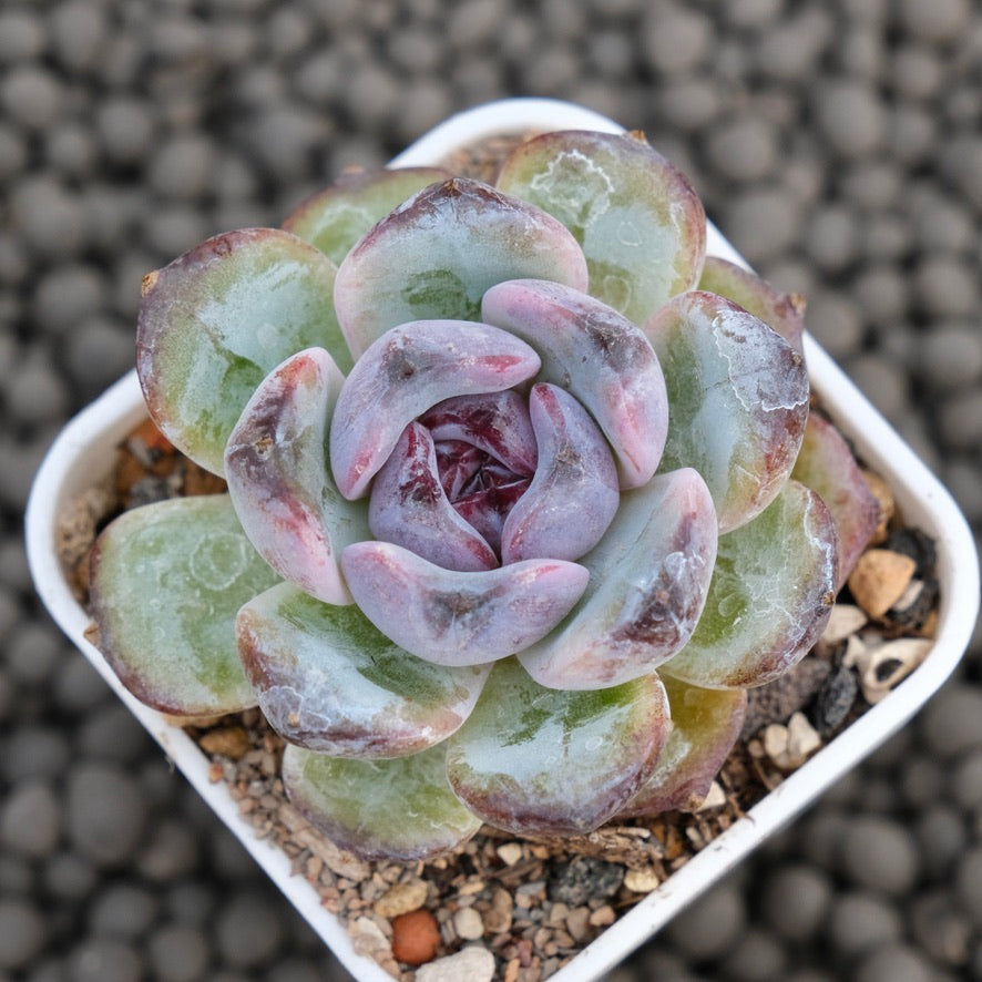 Echeveria Black Top Korean Succulent Plant