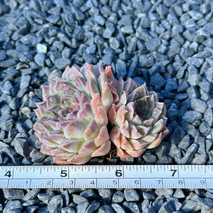 Echeveria Hearts Choice Succulent Plant