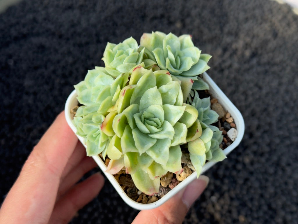 Monstrose Echeveria Rose Queen Imported Succulent Plant