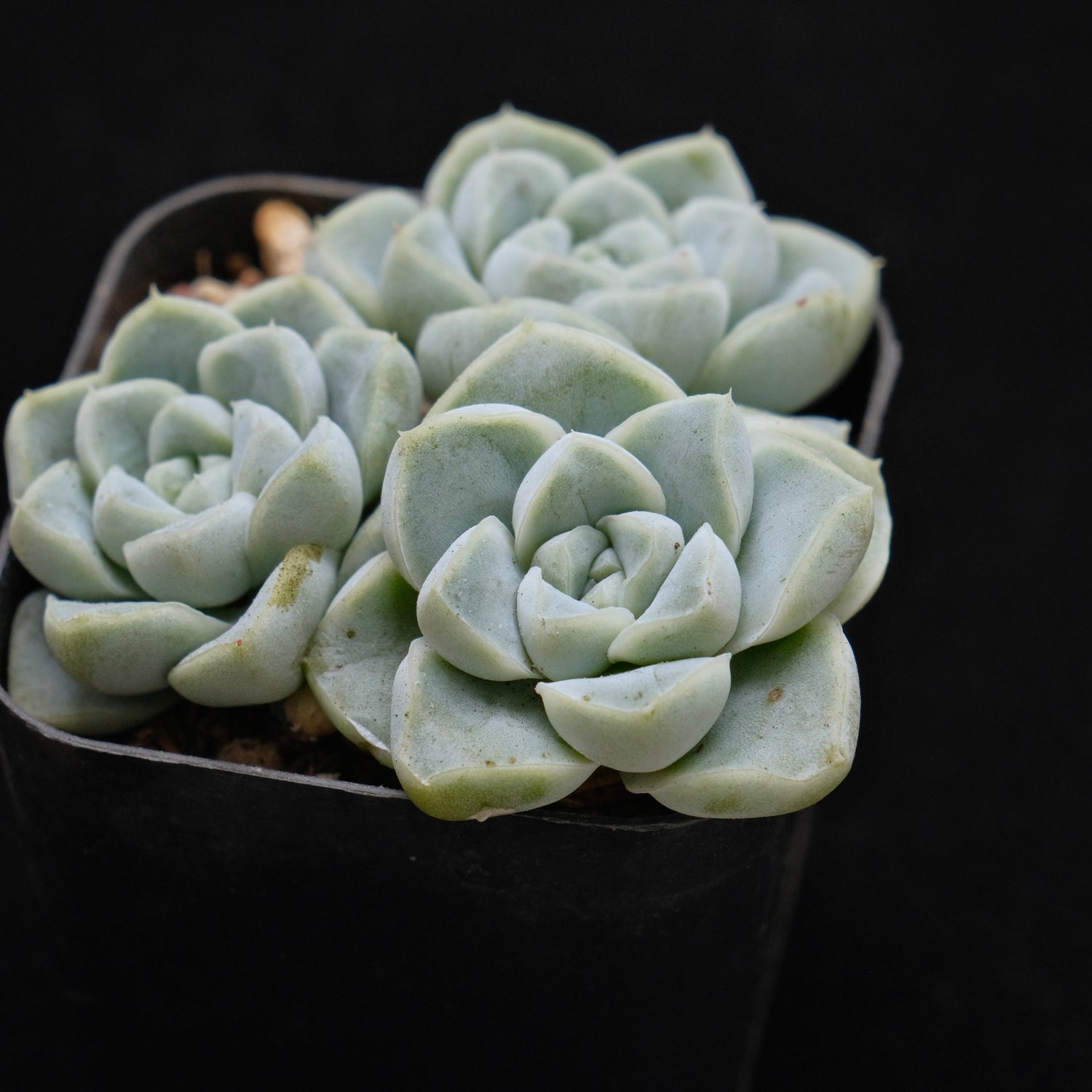 Echeveria Dodoli Korean Succulent Plant (no drops on leaves yet)