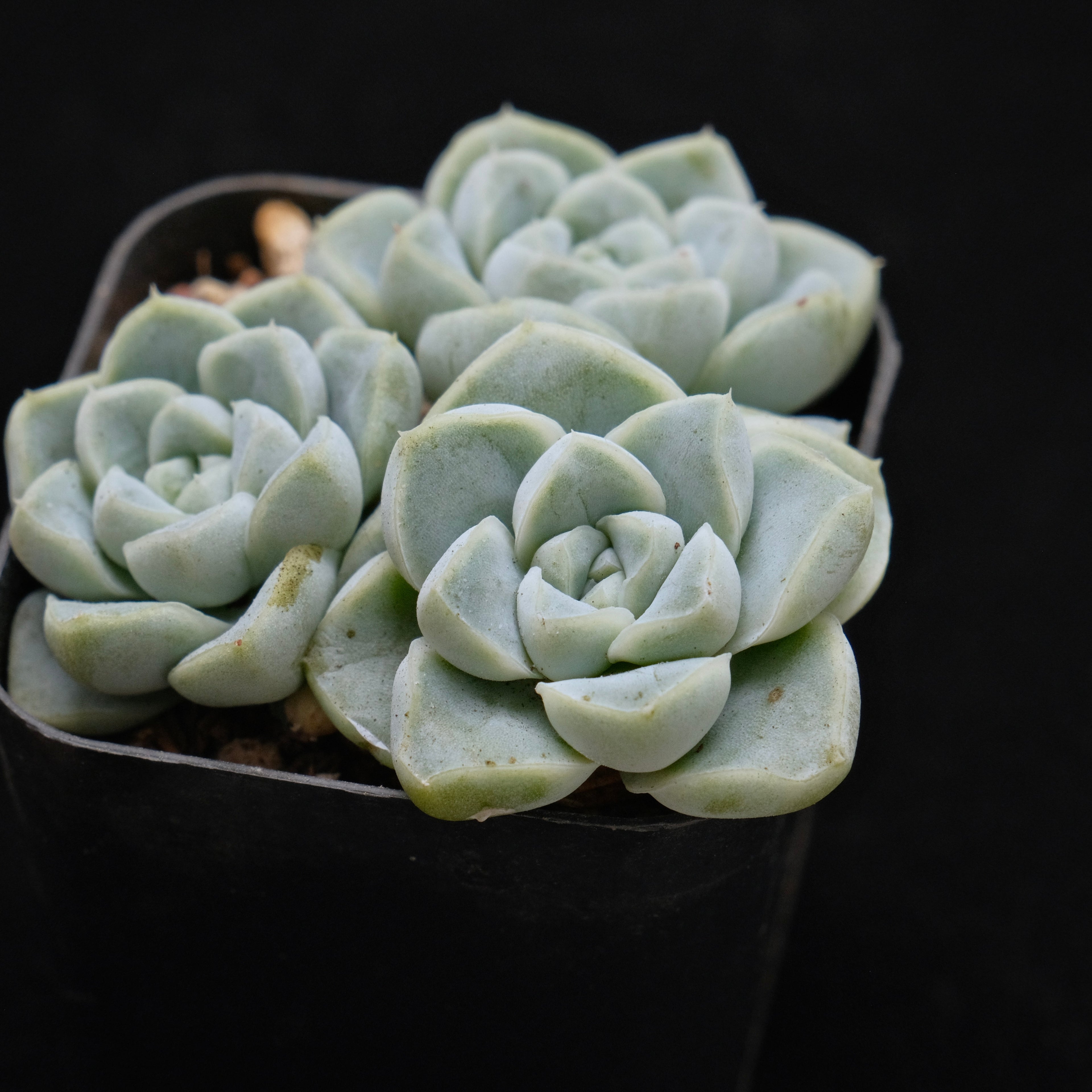 Echeveria Dodoli Korean Succulent Plant (no drops on leaves yet)