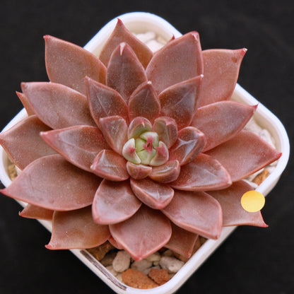 Echeveria Let&