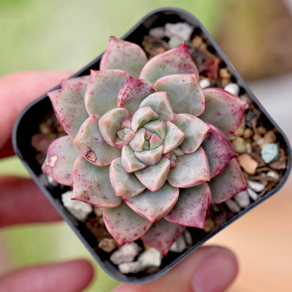 Echeveria Bloody Mourning Korean Succulent Plant