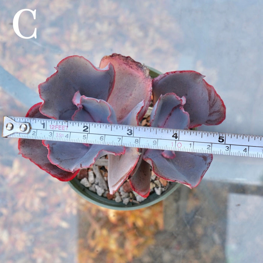 Echeveria Valentine - Rare Dick Wright hybrid - C