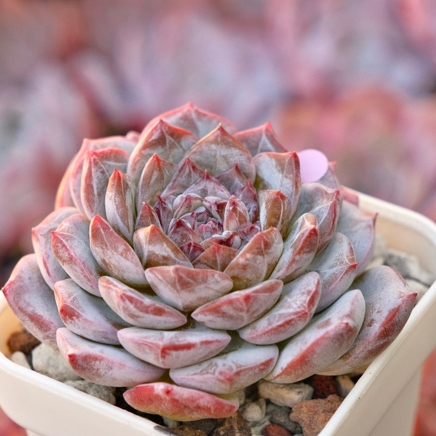 Echeveria Pink Jenny Korean Succulent Plant