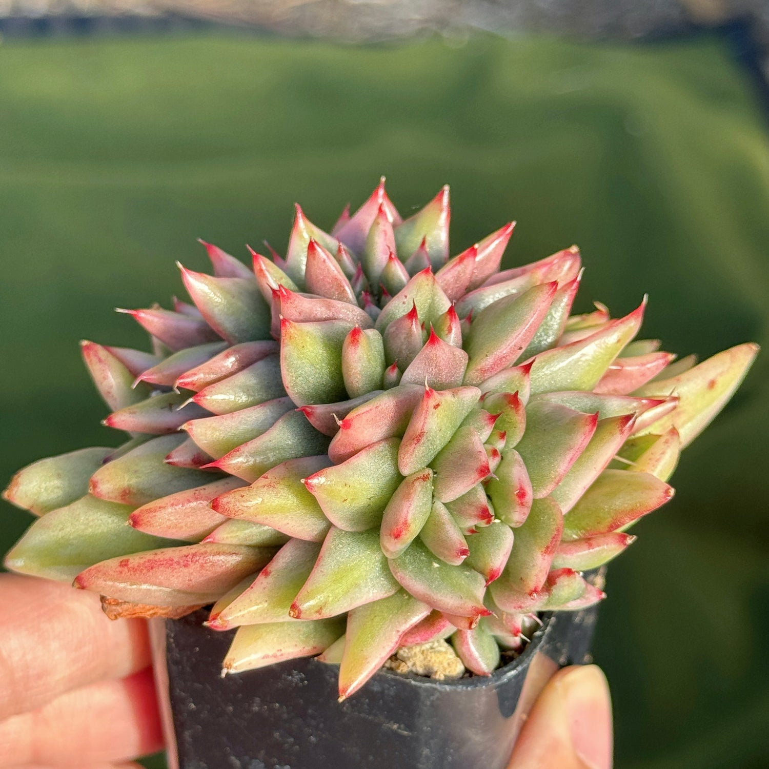 Variegated Echeveria Elkhorn cristata Korean Succulent Plant