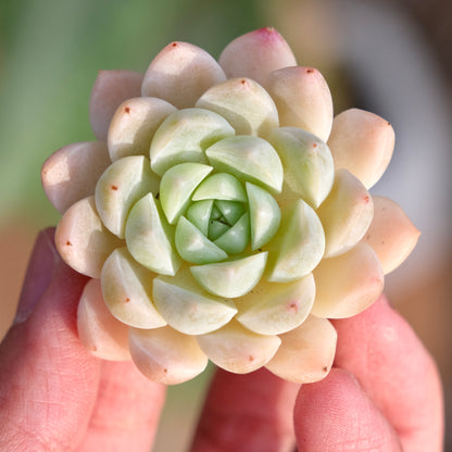 Mystery Hybrid Imported Succulent Plant