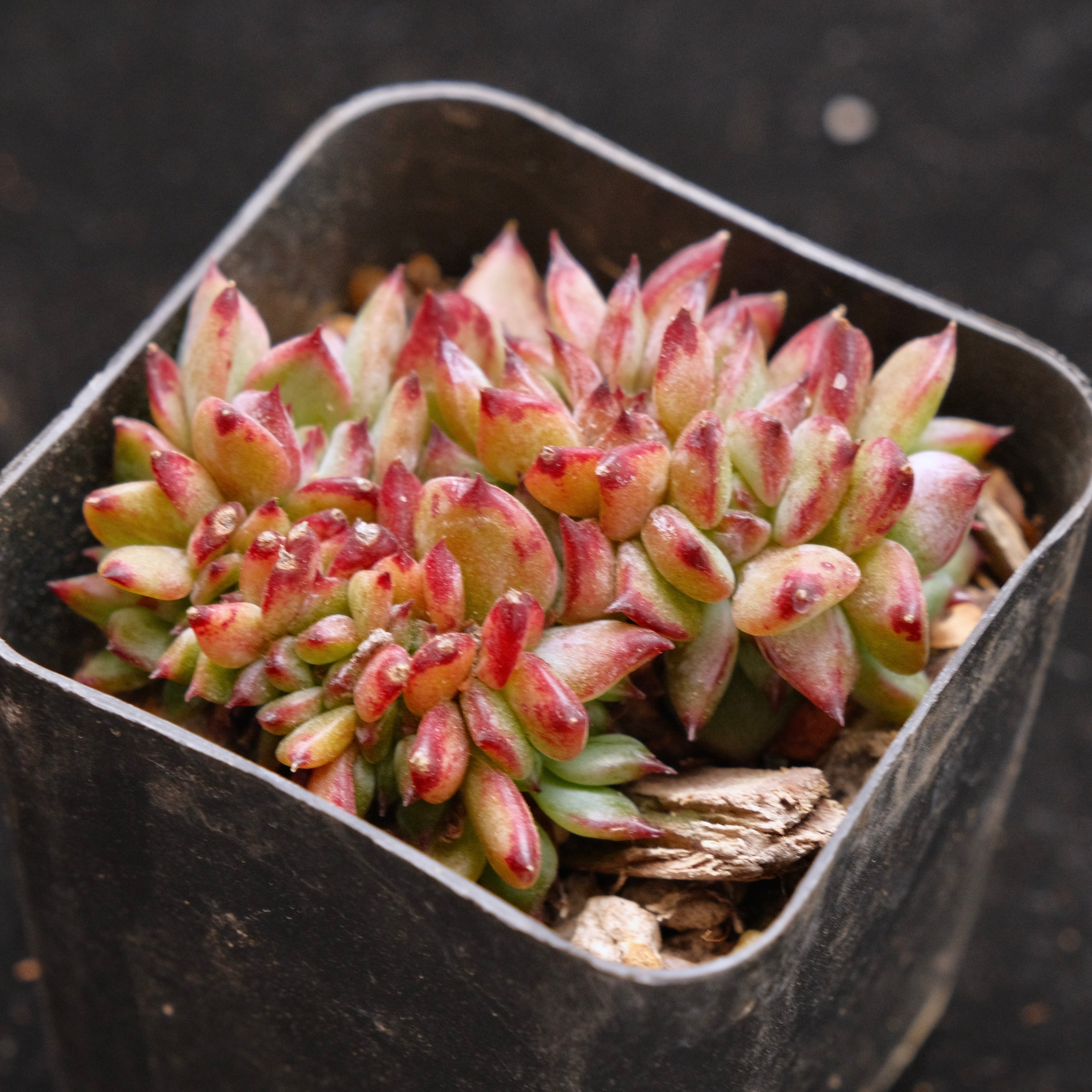 Small Crested Echeveria Ratam Korean Succulent Plant