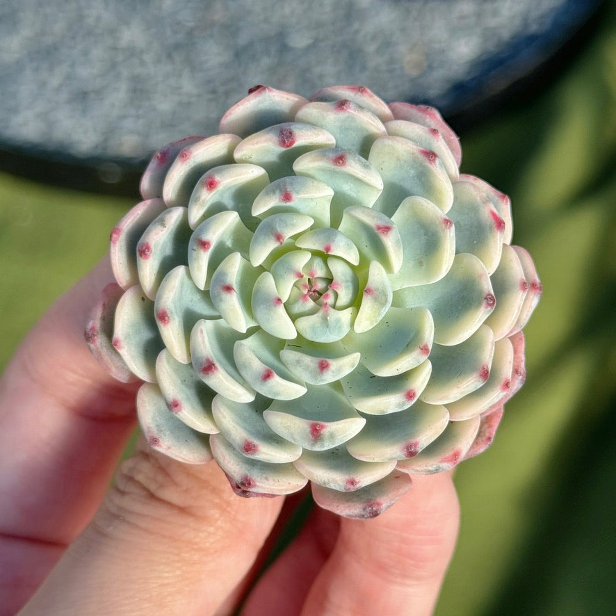 Variegated Echeveria Minima Succulent Plant D