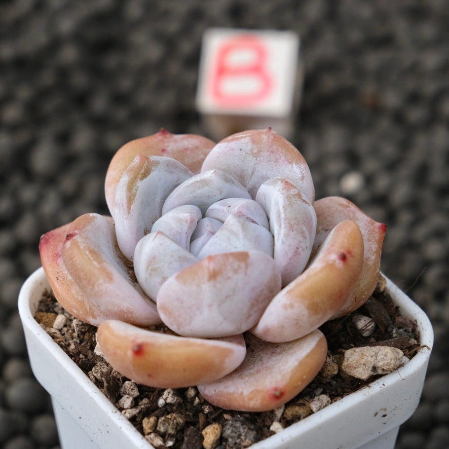 Echeveria Snow White Imported Succulent Plant