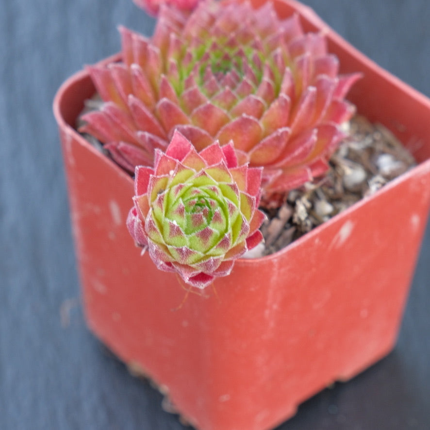 Sempervivum sp Succulent Plant