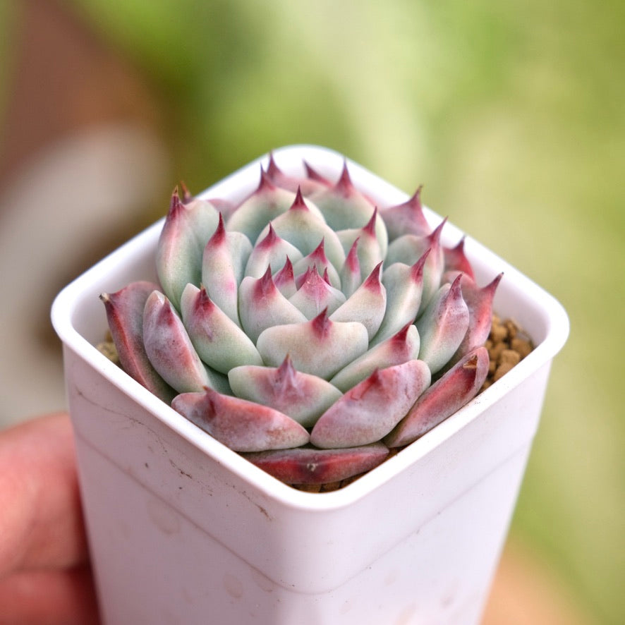 Echeveria chihuahuaensis Korean Succulent Plant