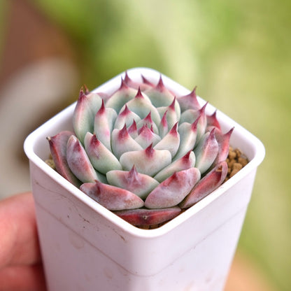 Echeveria chihuahuaensis Korean Succulent Plant