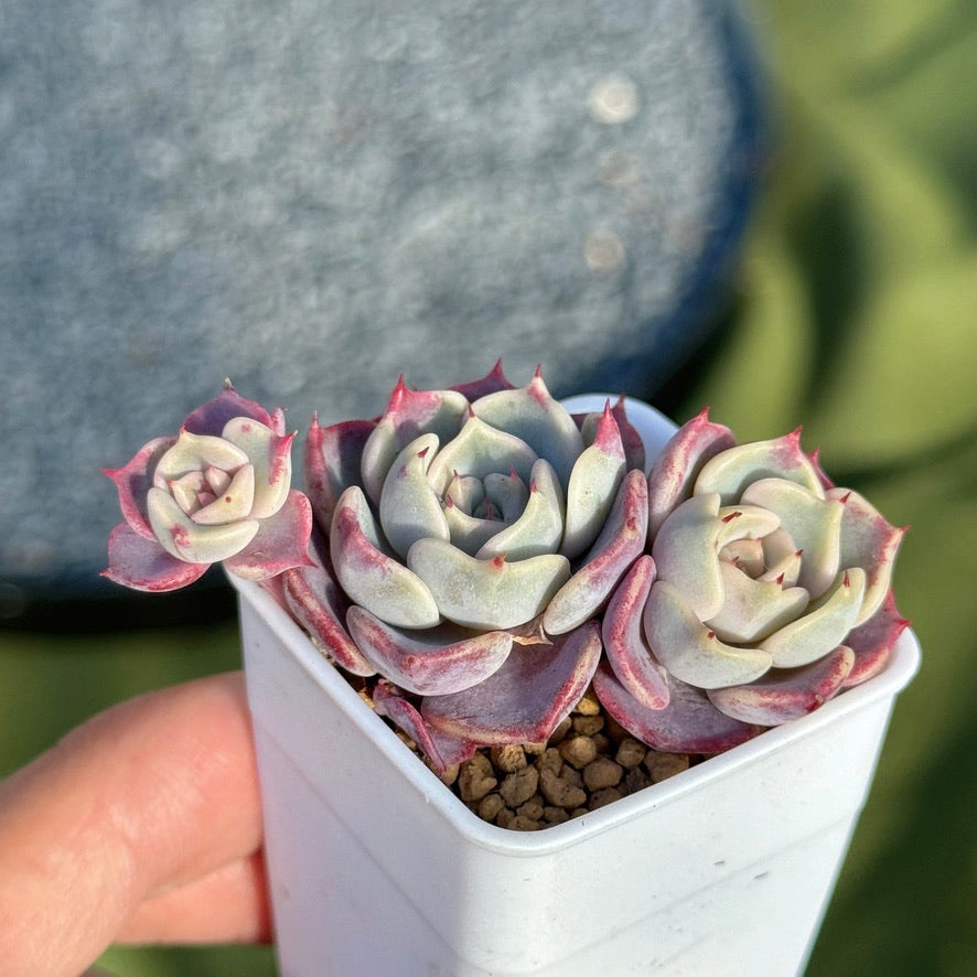 Echeveria Kiss Me Korean Succulent Plant Changhee hybrid