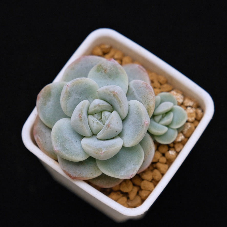 Echeveria Ice Green baby double Korean Succulent Plant
