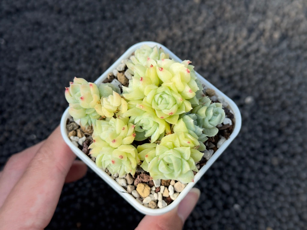 Echeveria Earendel Korean Succulent Plant