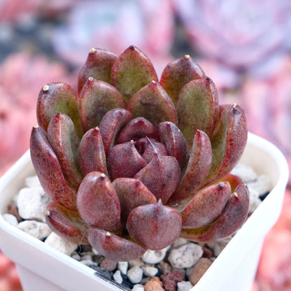 Echeveria Black Rose hyb Korean Succulent Plant