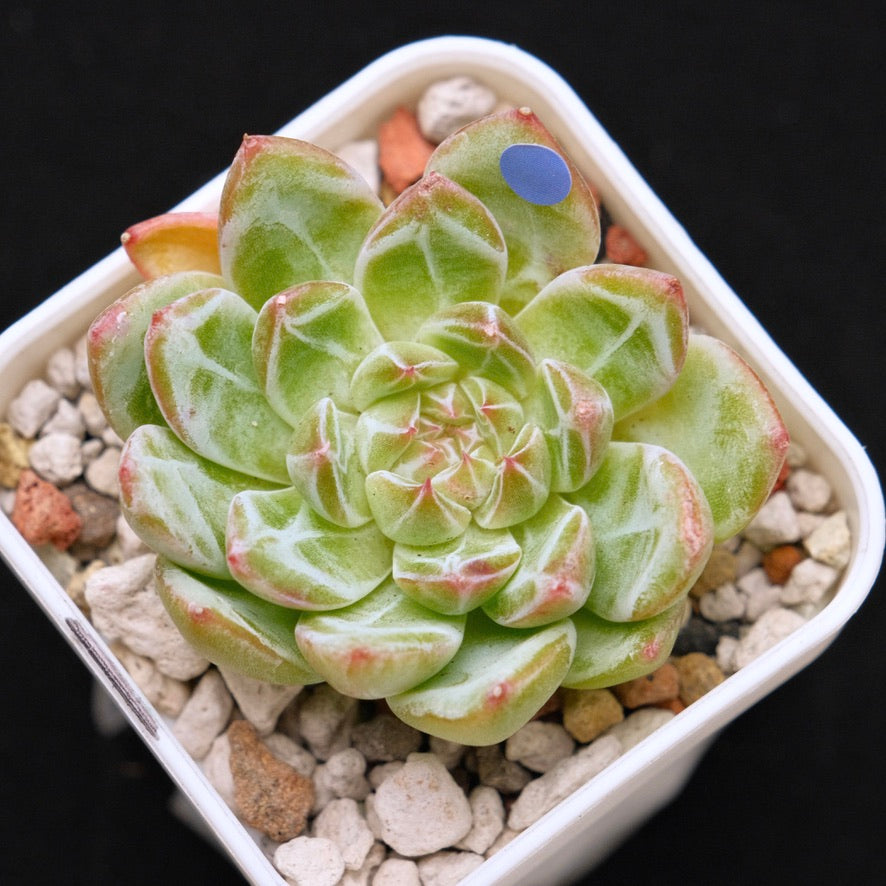 Echeveria Snowflake Jelly Korean Succulent Plant *Rare*