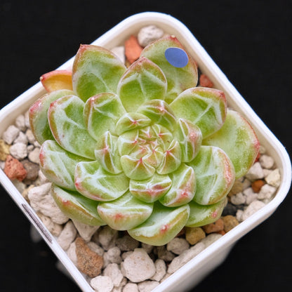 Echeveria Snowflake Jelly Korean Succulent Plant *Rare*