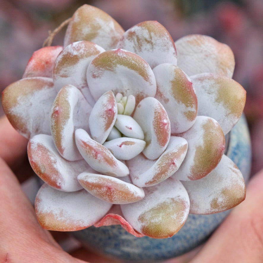 Echeveria laui Imported Succulent Plant
