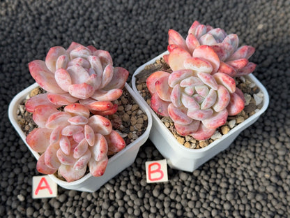 Echeveria Monroe double Imported Succulent Plant