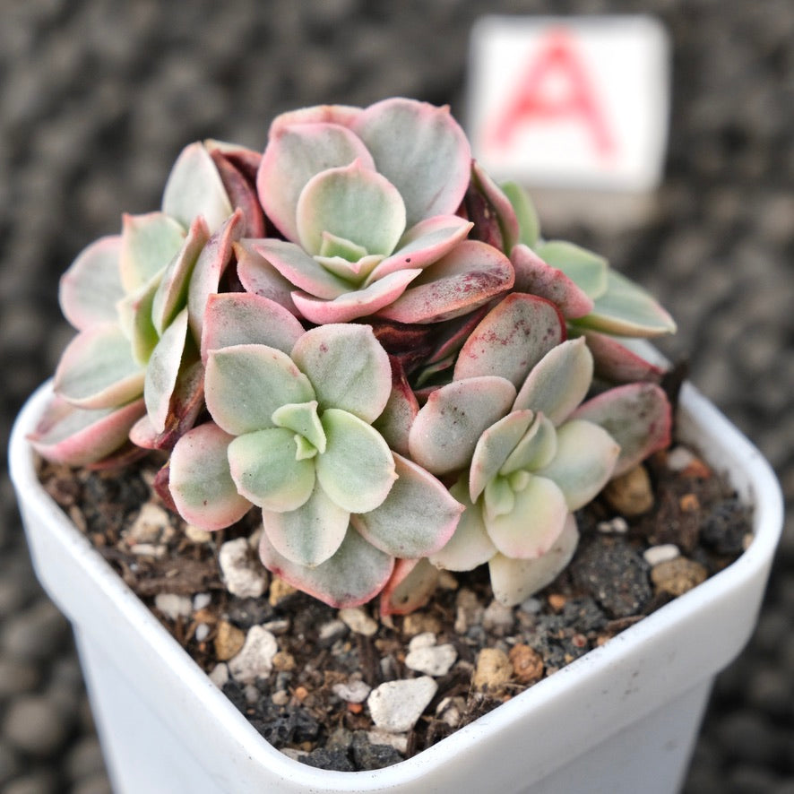 Variegated Echeveria Suyon Korean Succulent Plant